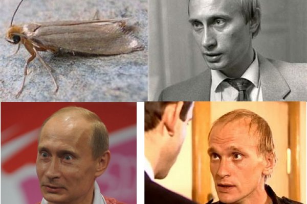 Ссылка на кракен через тор