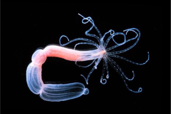 Кракен сыл ссылка