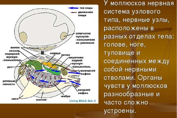 Kraken адрес